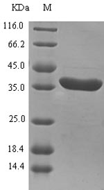 Greater than 90% as determined by SDS-PAGE.