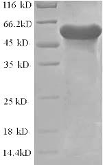 Greater than 90% as determined by SDS-PAGE.