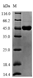Greater than 90% as determined by SDS-PAGE.Recombinant Geobacillus Stearothermophilus Atp-Dependent Dna Helicase Pcra (PCRA) Protein (His-SUMO)