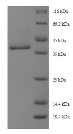 Greater than 90% as determined by SDS-PAGE.
