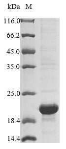 Greater than 85% as determined by SDS-PAGE.