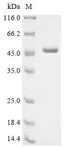 Greater than 90% as determined by SDS-PAGE.