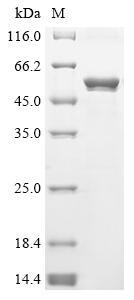 Greater than 85% as determined by SDS-PAGE.Recombinant E.Coli O157:H7 Trimethylamine-N-Oxide Reductase 1 (TORA) Protein (His&Myc)