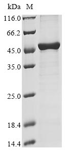 Greater than 85% as determined by SDS-PAGE.Recombinant Human Hla Class I Histocompatibility Antigen, A Alpha Chain (HLA-A) Protein (His-B2M)