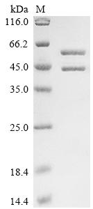 Greater than 85% as determined by SDS-PAGE.Recombinant Streptococcus Pyogenes Serotype M1 C5A Peptidase (SCPA)