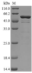 Greater than 85% as determined by SDS-PAGE.Recombinant C5A Peptidase (SCPA) Protein (His)