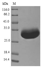 Greater than 90% as determined by SDS-PAGE.