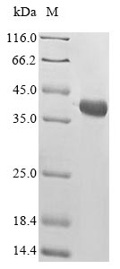 Greater than 85% as determined by SDS-PAGE.Recombinant Bungarus Multicinctus Alpha-Bungarotoxin Isoform A31 (ALPHA-BGTX) Protein (His-GST&Myc)