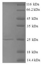 Greater than 90% as determined by SDS-PAGE.