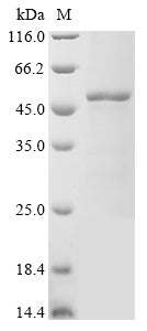Greater than 90% as determined by SDS-PAGE.Recombinant Mycobacterium Tuberculosis Cell Division Protein Ftsz (FTSZ) Protein (His&Myc)