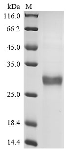 Greater than 90% as determined by SDS-PAGE.Recombinant Necator Americanus Ancylostoma Secreted Protein 2 (ASP2) Protein (His)