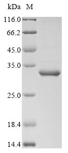 Greater than 85% as determined by SDS-PAGE.Recombinant Staphylococcus Aureus Probable Transglycosylase Isaa (ISAA) Protein (His&Myc)