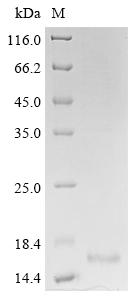 Greater than 85% as determined by SDS-PAGE.Recombinant Naja Atra Cytotoxin 3 Protein (His&Myc)