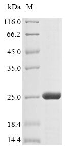 Greater than 85% as determined by SDS-PAGE.