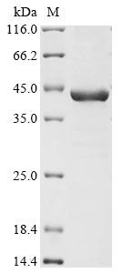 Greater than 90% as determined by SDS-PAGE.Recombinant Leishmania Chagasi Guanine Nucleotide-Binding Protein Subunit Beta-Like Protein Protein (His&Myc)