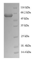 Greater than 90% as determined by SDS-PAGE.