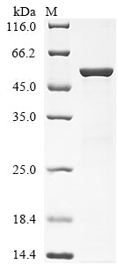 Greater than 85% as determined by SDS-PAGE.Recombinant Mycobacterium Tuberculosis Steroid C26-Monooxygenase (CYP125) Protein (His)