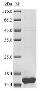 Greater than 85% as determined by SDS-PAGE.