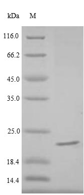 Greater than 85% as determined by SDS-PAGE.