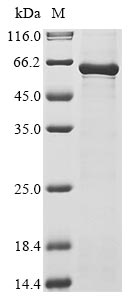 Greater than 85% as determined by SDS-PAGE.Recombinant Canine Parvovirus Type 2 Capsid Protein Vp2 Protein (His&Myc)