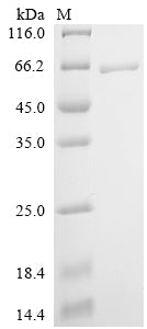 Greater than 90% as determined by SDS-PAGE.Recombinant Canine Parvovirus Type 2 Capsid Protein Vp2 Protein (His)