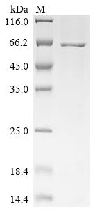 Greater than 85% as determined by SDS-PAGE.Recombinant Canine Parvovirus Type 2 Capsid Protein Vp2 Protein (His)