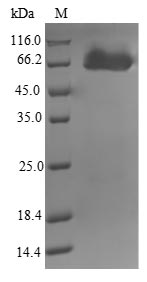 Greater than 90% as determined by SDS-PAGE.Recombinant Mycobacterium Tuberculosis Putative Amidase Amib2 (AMIB2) Protein (His-SUMO&Myc)