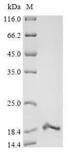 Greater than 90% as determined by SDS-PAGE.Recombinant Paraphysa Scrofa Kappa-Theraphotoxin-Ps1B (KAPPA-TRTX-PS1B) Protein (His-KSI)