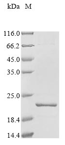 Greater than 85% as determined by SDS-PAGE.Recombinant Streptococcus Agalactiae Serotype Iii Holo-[Acyl-Carrier-Protein] Synthase (ACPS) Protein (His&Myc)