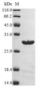 Greater than 85% as determined by SDS-PAGE.Recombinant Mycobacterium Tuberculosis Cell Division Protein Ftsq (FTSQ) Protein (His&Myc)