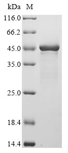 Greater than 85% as determined by SDS-PAGE.