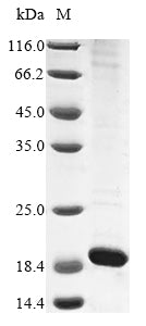 Greater than 85% as determined by SDS-PAGE.