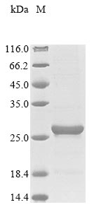 Greater than 85% as determined by SDS-PAGE.Recombinant Mycobacterium Tuberculosis Putative Lipoprotein Lpqe (LPQE) Protein (His&Myc)