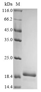 Greater than 90% as determined by SDS-PAGE.