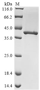 Greater than 90% as determined by SDS-PAGE.Recombinant Proteing (PROTEING) Protein (His-Trx)