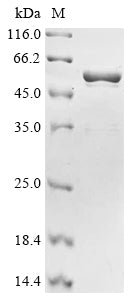 Greater than 90% as determined by SDS-PAGE.