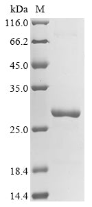Greater than 90% as determined by SDS-PAGE.