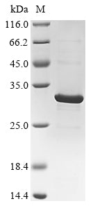 Greater than 85% as determined by SDS-PAGE.Recombinant Mesocricetus Auratus Major Prion Protein (PRNP) Protein (His&Myc)