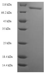 Greater than 90% as determined by SDS-PAGE.