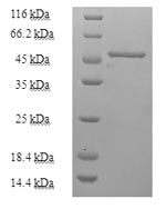Greater than 90% as determined by SDS-PAGE.
