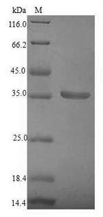 Greater than 90% as determined by SDS-PAGE.