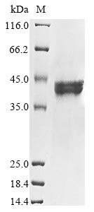 Greater than 85% as determined by SDS-PAGE.