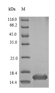 Greater than 90% as determined by SDS-PAGE.Recombinant Mouse Insulin-1 (INS1) Protein (His&Myc)