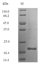 Greater than 90% as determined by SDS-PAGE.