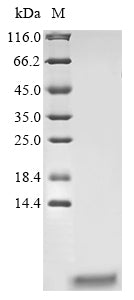 Greater than 90% as determined by SDS-PAGE.