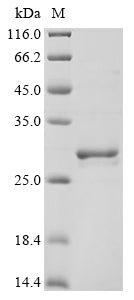 Greater than 85% as determined by SDS-PAGE.