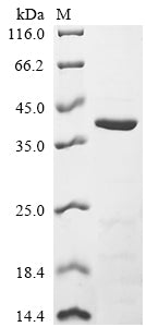 Greater than 85% as determined by SDS-PAGE.Recombinant Human Hla Class I Histocompatibility Antigen, B Alpha Chain (HLA-B) Protein (His)