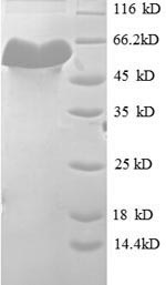 Greater than 90% as determined by SDS-PAGE.Recombinant Mouse H-2 Class I Histocompatibility Antigen, K-D Alpha Chain (H2-K1) Protein (GST)