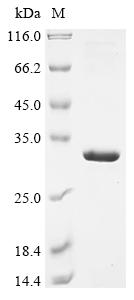 Greater than 90% as determined by SDS-PAGE.Recombinant Human Hla Class Ii Histocompatibility Antigen, Drb1 Beta Chain (HLA-DRB1) Protein (His&Myc)