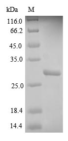 Greater than 85% as determined by SDS-PAGE.Recombinant Human Hla Class Ii Histocompatibility Antigen,Dq Beta 1 Chain (HLA-DQB1) Protein (His)